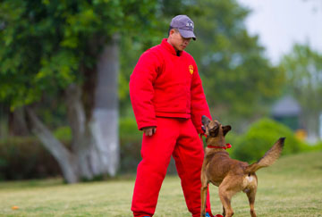 中国国际救援队出动80名搜救队员、5头搜救犬进行救援行动