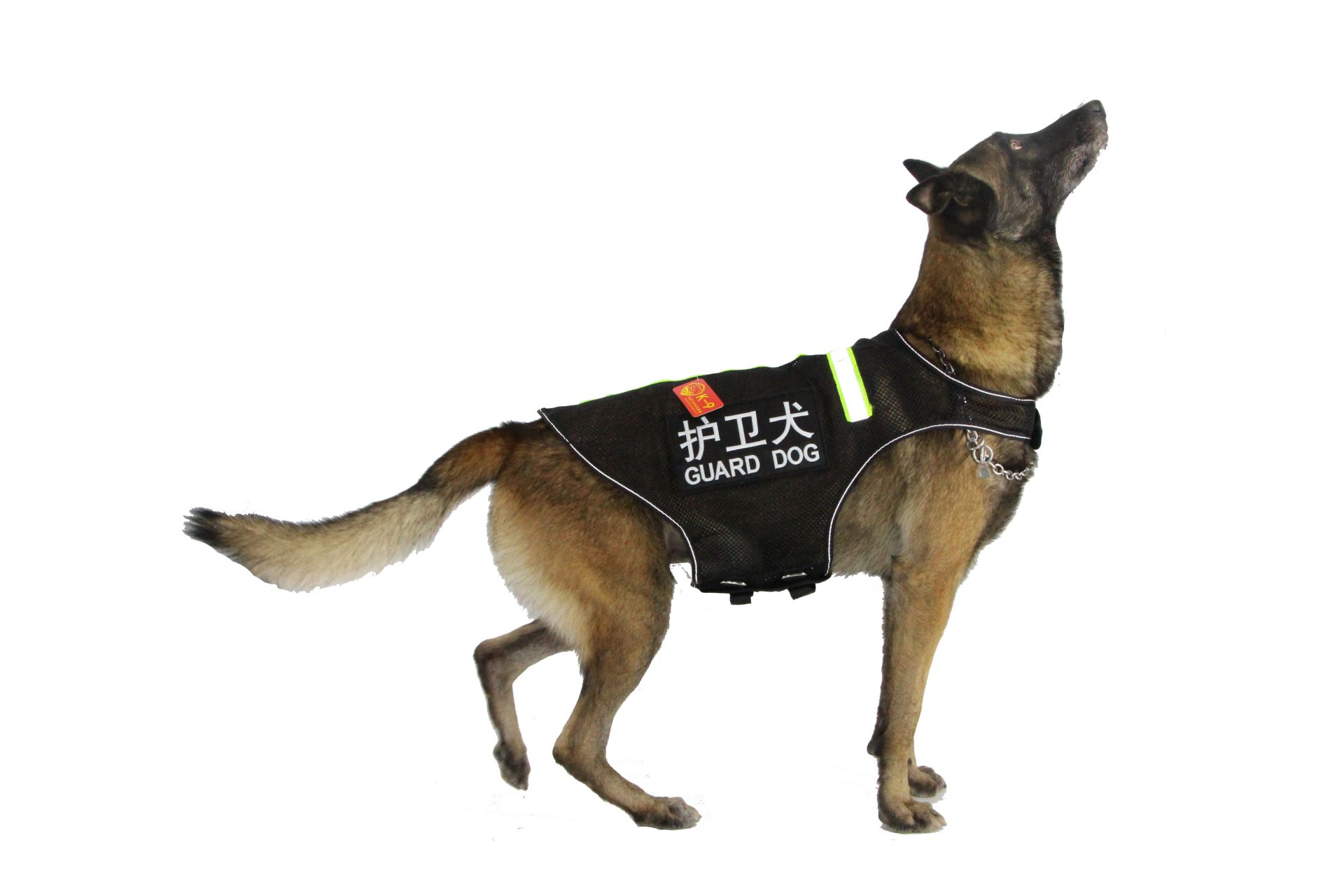 单网背心护卫犬1.jpg