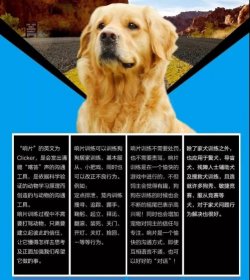 响片训练法，目前最主流的训练方法，赶紧学起来！