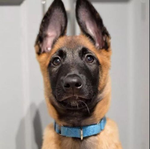 我来教你如何挑选好的马犬.一大波干货即将来袭,赶紧收藏!