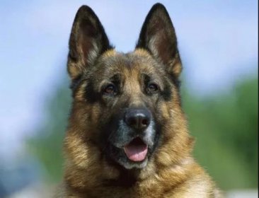 教你几种训犬护主的方法，军犬原来都是这样训练！！赶紧学起来！