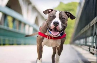 人人都可以学起来的训犬十一招。