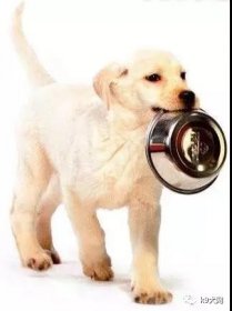 犬的衔取及犬的兴奋性
