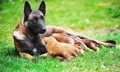 马犬饲养管理的注意点