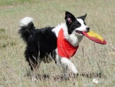 犬衔取不回的成因及解决方法