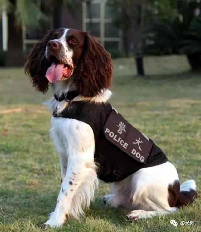 常见的缉毒犬