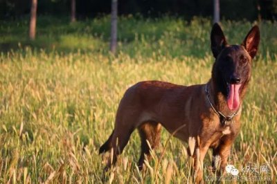 马里努阿犬饲养管理的注意点