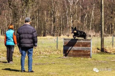 【训犬基础】犬只训练的十五个动作科目