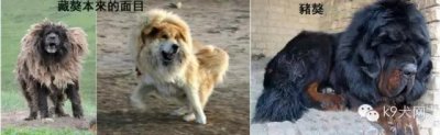 中国犬界特色之猪獒、锤系德牧、陕罗