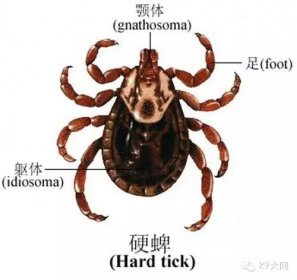 牛蜱是犬的一种重要外寄生虫