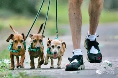 犬只的体能训练