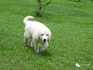 适龄母犬屡配不孕的主要原因是什么？