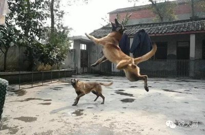如何进行训练用犬的选择