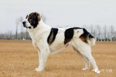 你知道“忠犬”有哪些区别、哪些类型吗？