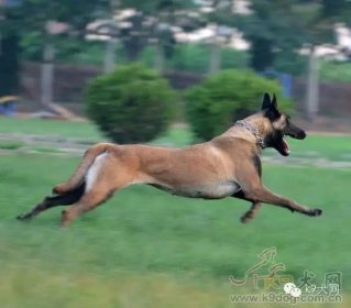 你知道哪些因素会影响犬只的正常训练吗？
